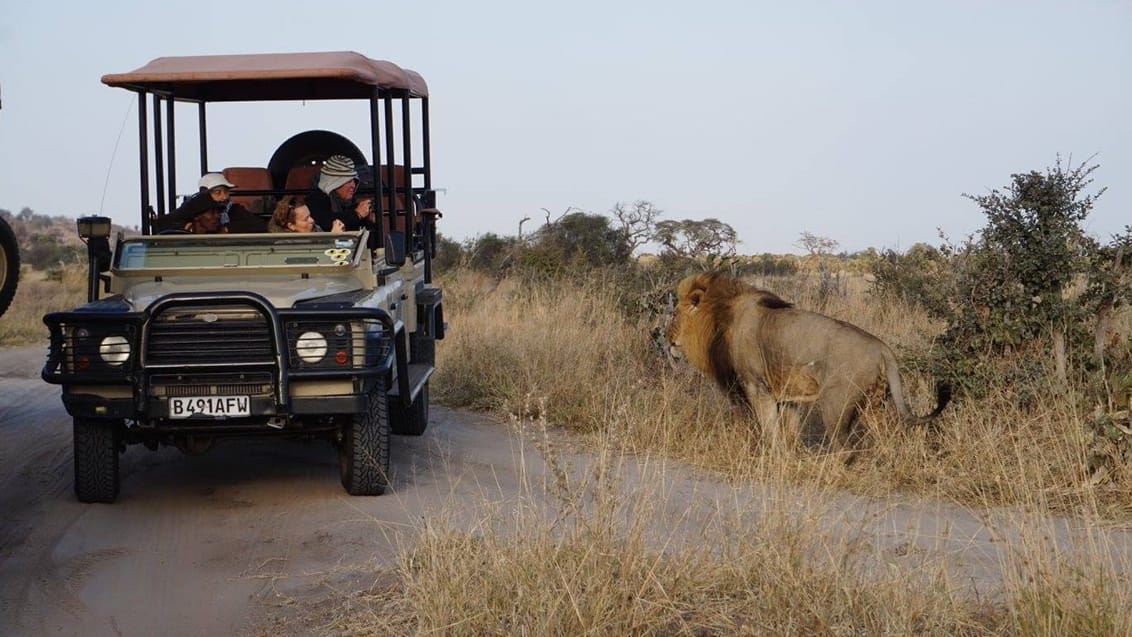 Hanløve, Savuti, Botswana