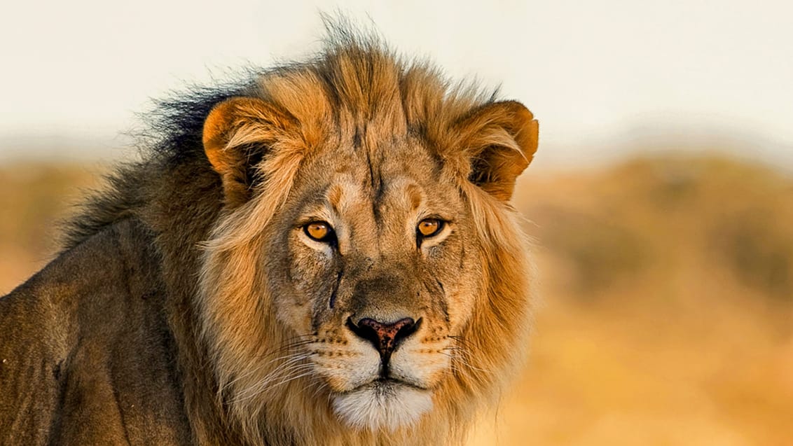 Hanløve i Sydafrikas i Kruger Nationalpark