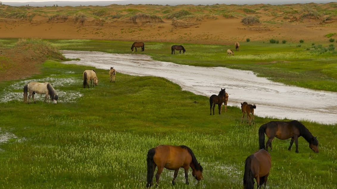 Nomadedreng på hest i Gobi-ørkenen