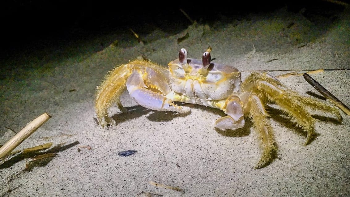 Ghost Crab ved Folly Field beach på Hilton Head Island