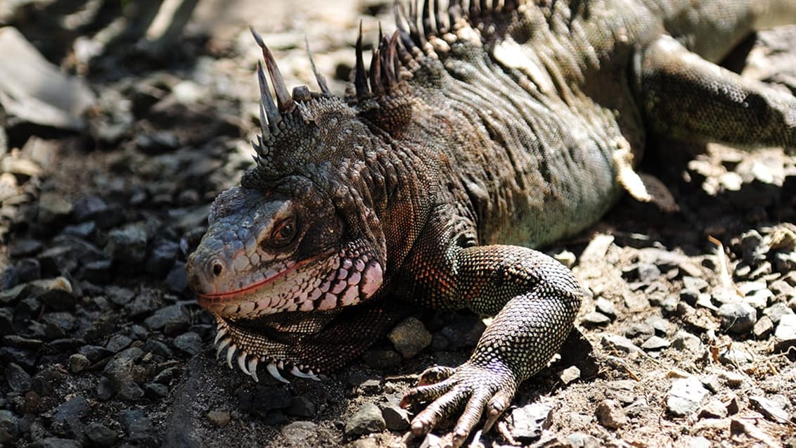 Der findes masser af Iguana på de Dansk Vestindiske Øer