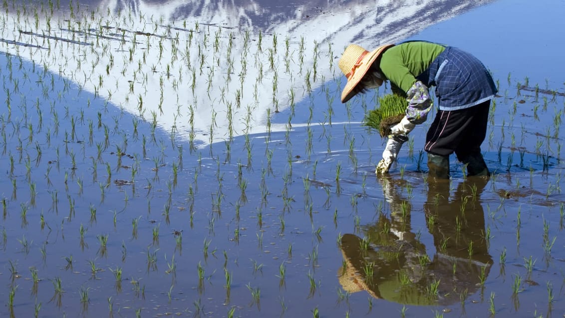 Risbonde i gang med at plante risplanter nær Mount Fuji