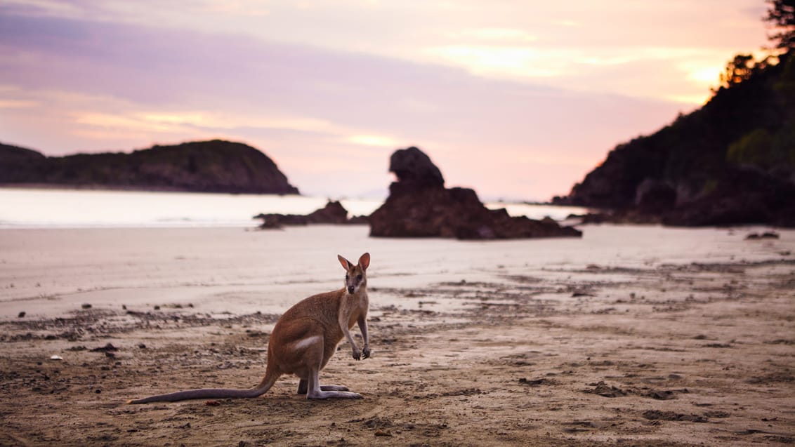 Oplev kænguruer på stranden ved Cape Hillsborough, Queensland
