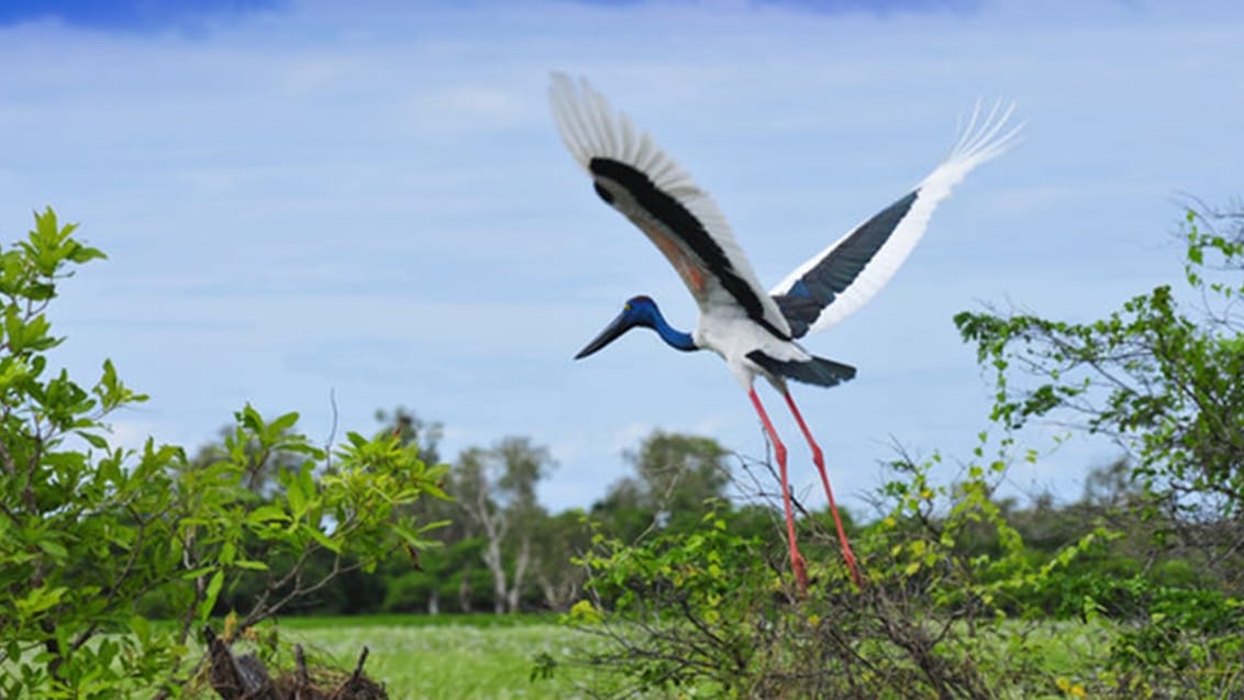 Kakadu, Australien