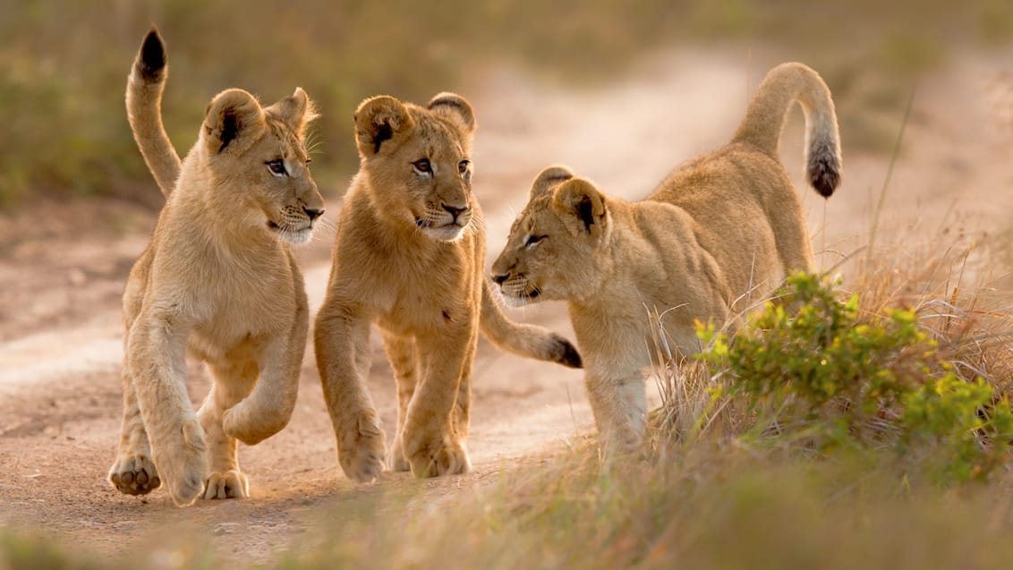Løveunger, Kariega Game Reserve, Sydafrika