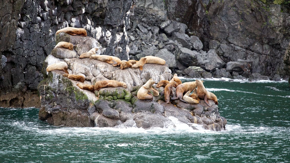 Kenai Fjords National Park, Alaska, USA