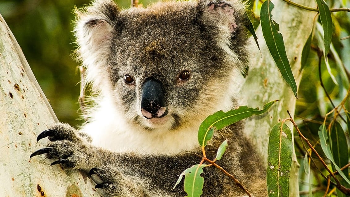 Koala, Kangaroo Island