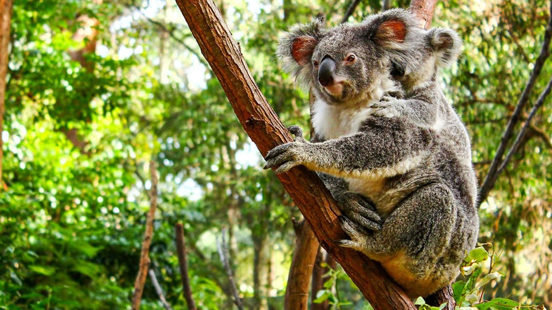 Koalaer på Kangaroo Island