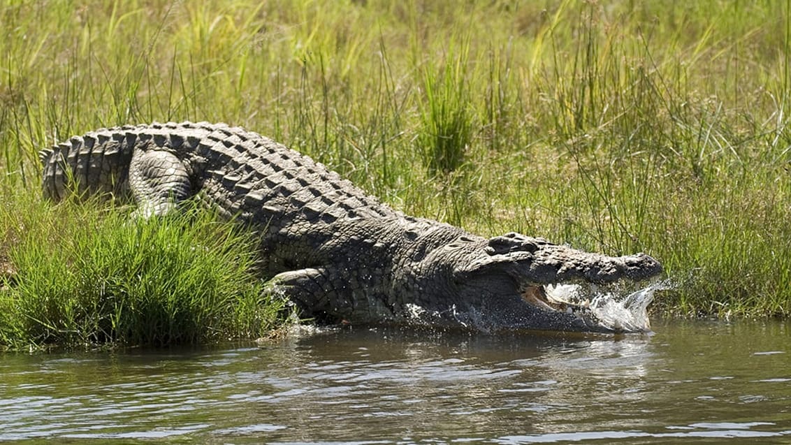 krokodille ved bredden af Kazinga Kanalen