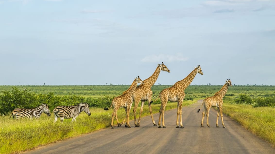 Oplev det storslåede dyreliv i Kruger Nationalpark