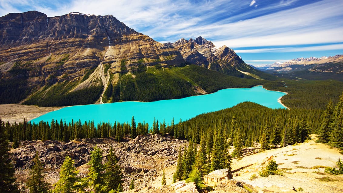 Udsigten over Lake Peyto i Banff National Park