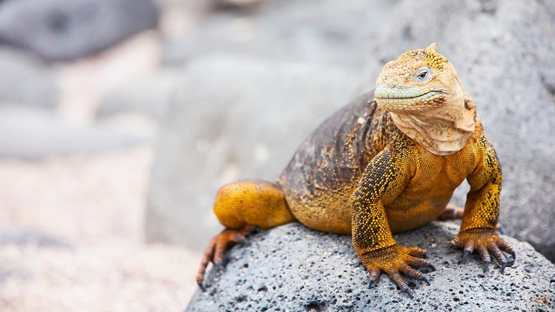 Solbadende landliguan på Galapagos