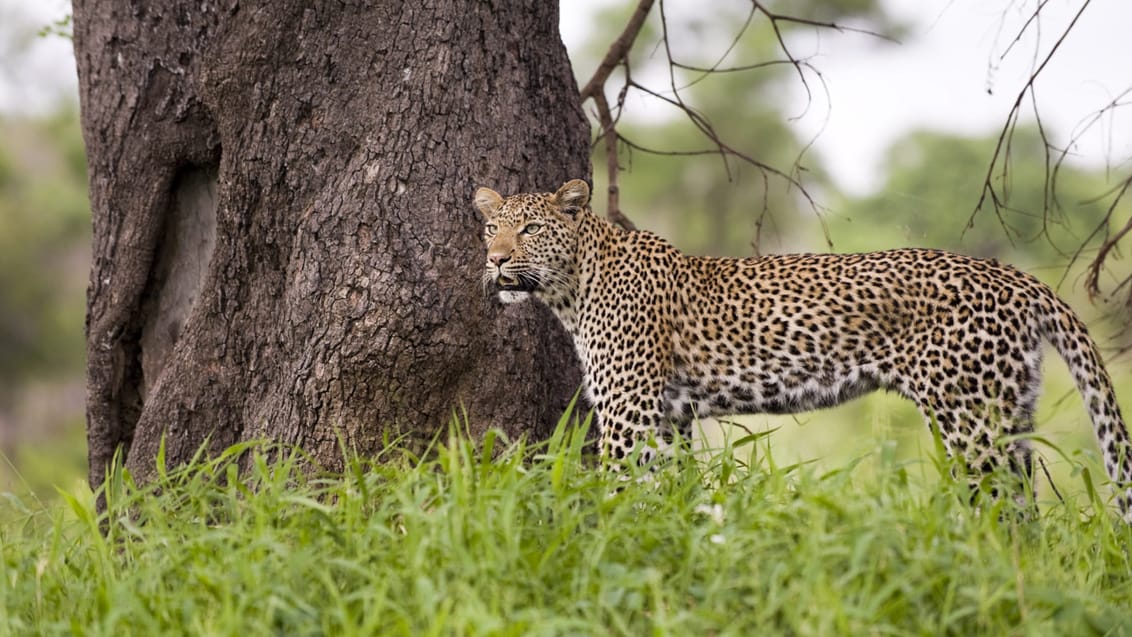 Oplev det smukke dyreliv i Kruger Nationalpark, Sydafrika