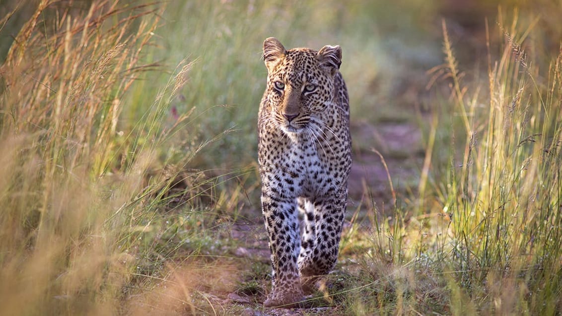 Leopard i Queen Elizabeth Nationalpark
