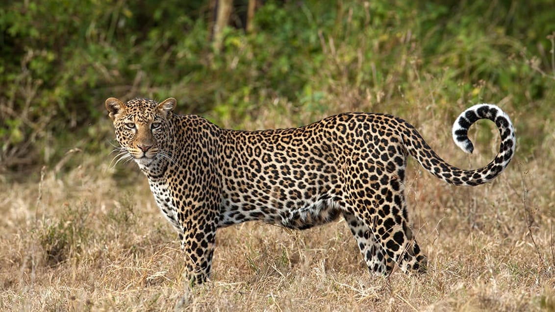 Leopard i Murchison Falls