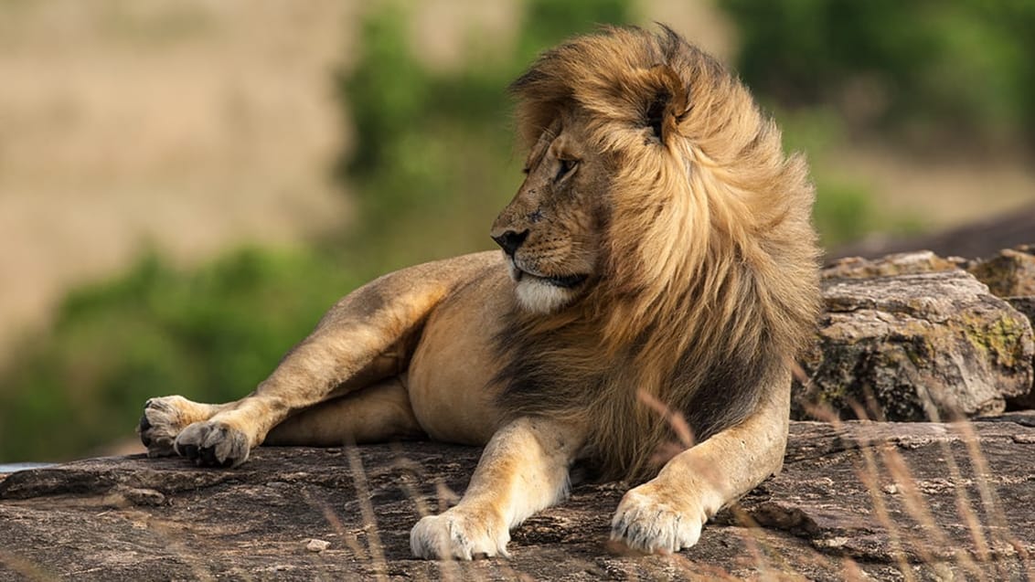 Løve i Murchison Falls i Uganda