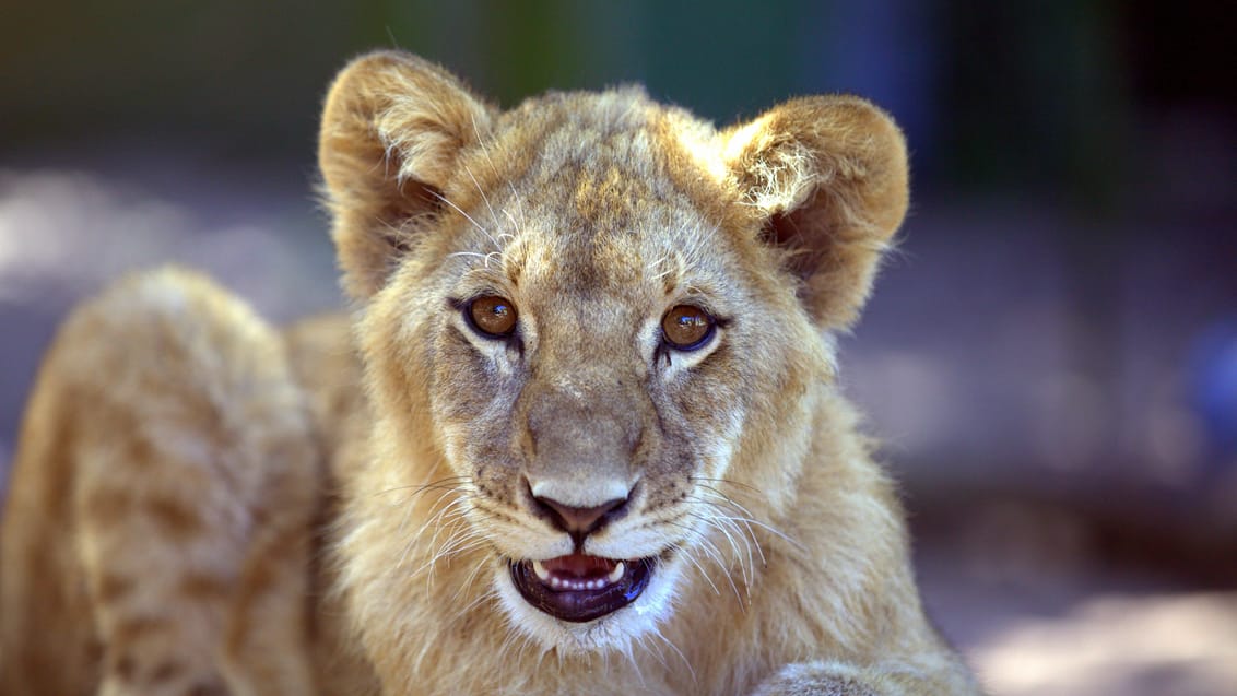 Løveunge i Sydafrika