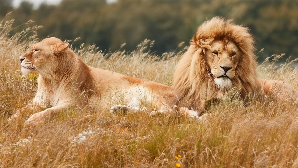 løver i ishasha området i Queen Elizabeth Nationalpark