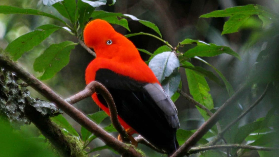 Manu Nationalpark i Peru