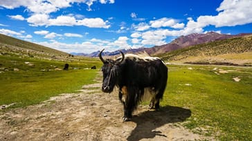Yak okse i indisk Himalaya