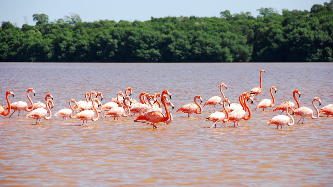 Flamingoer i Celestun