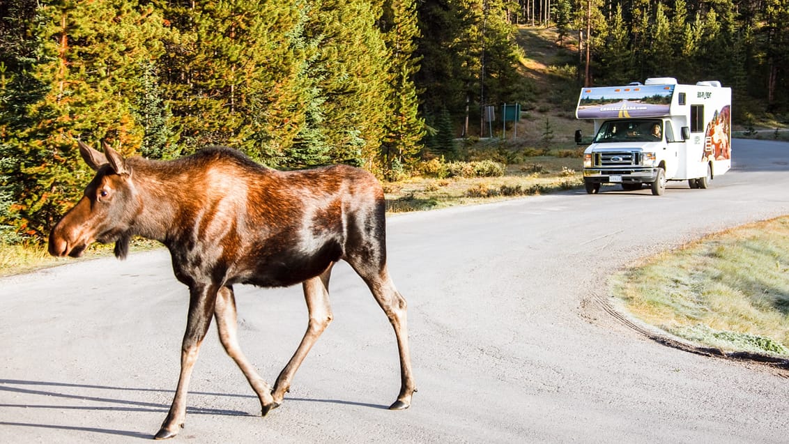 Moose, Cruise Canada, Canada