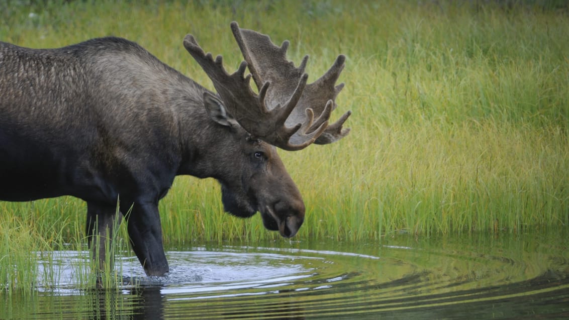 Elg i Denali National Park