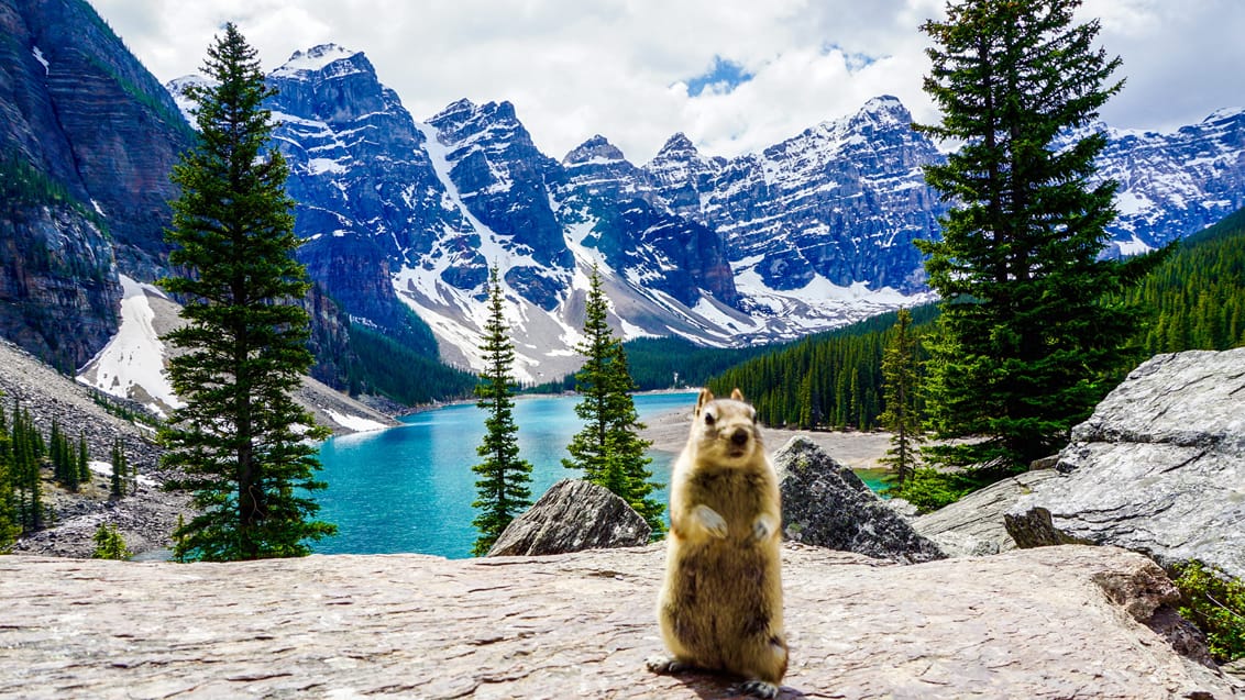 Det er ikke kun mennesker der der nyder den smukke natur ved Moraine Lake