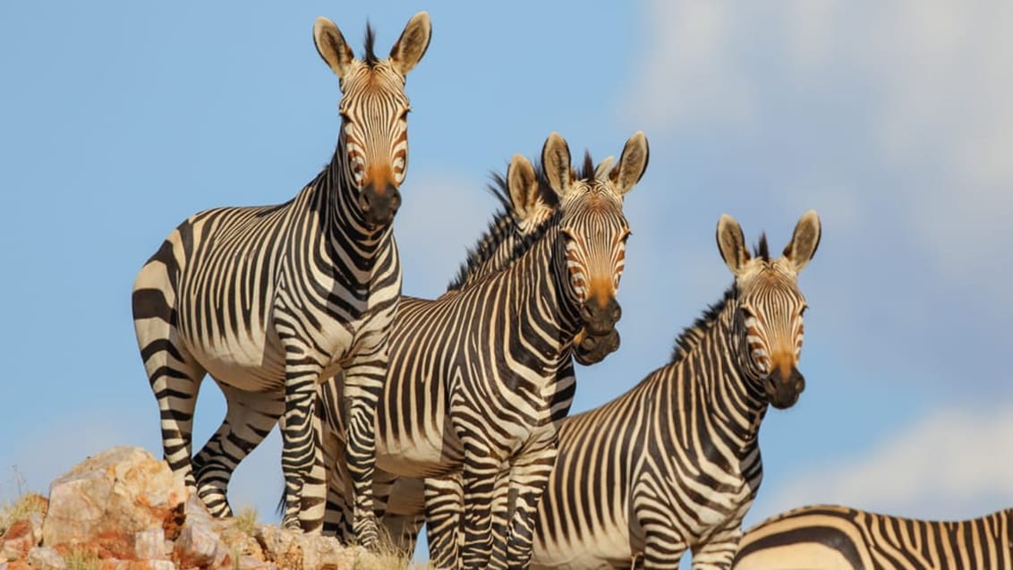 Mountain Zebraer i Sydafrikas højland