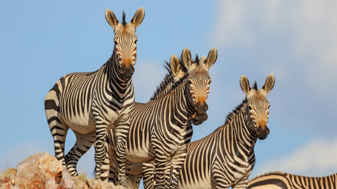 Mpala Safari Lodge, Sydafrika