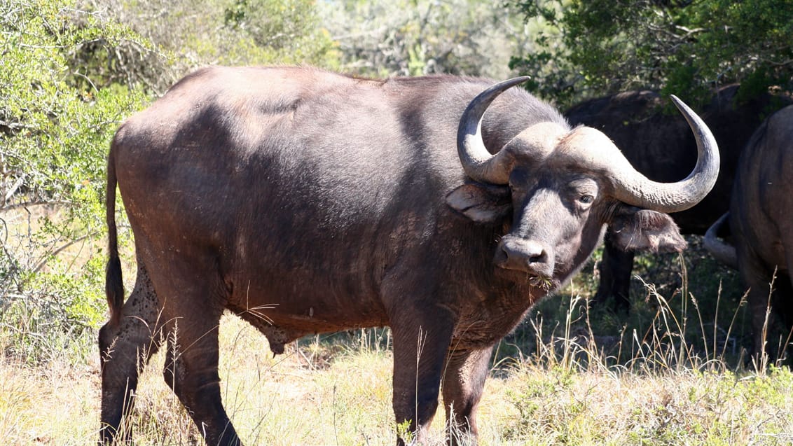 Mpala Safari Lodge, Sydafrika