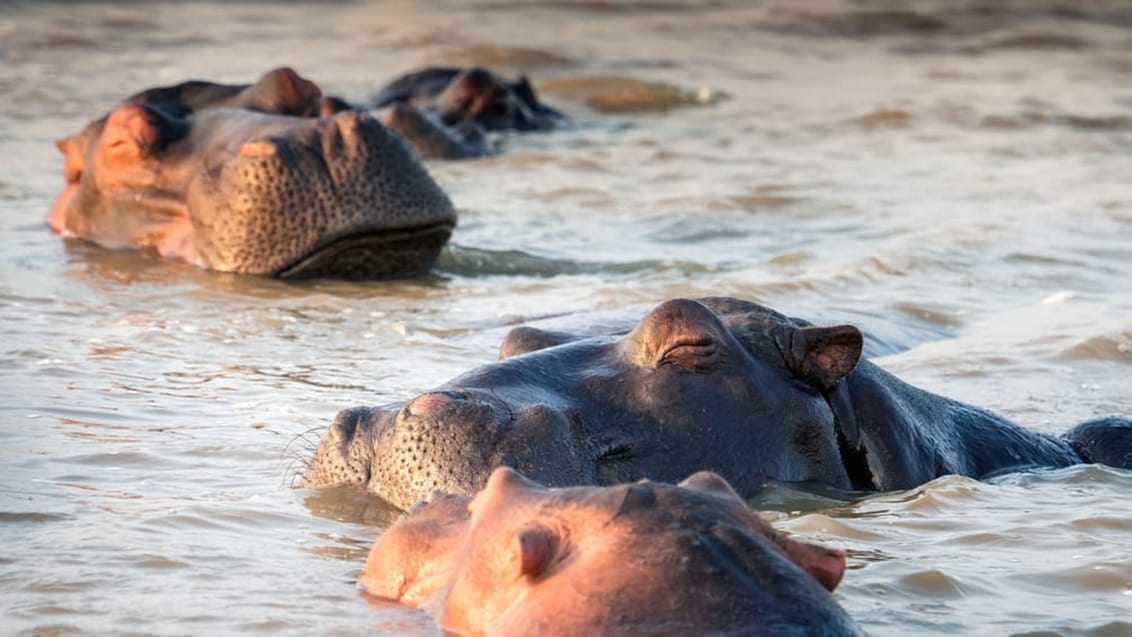 Mpala Safari Lodge, Sydafrika