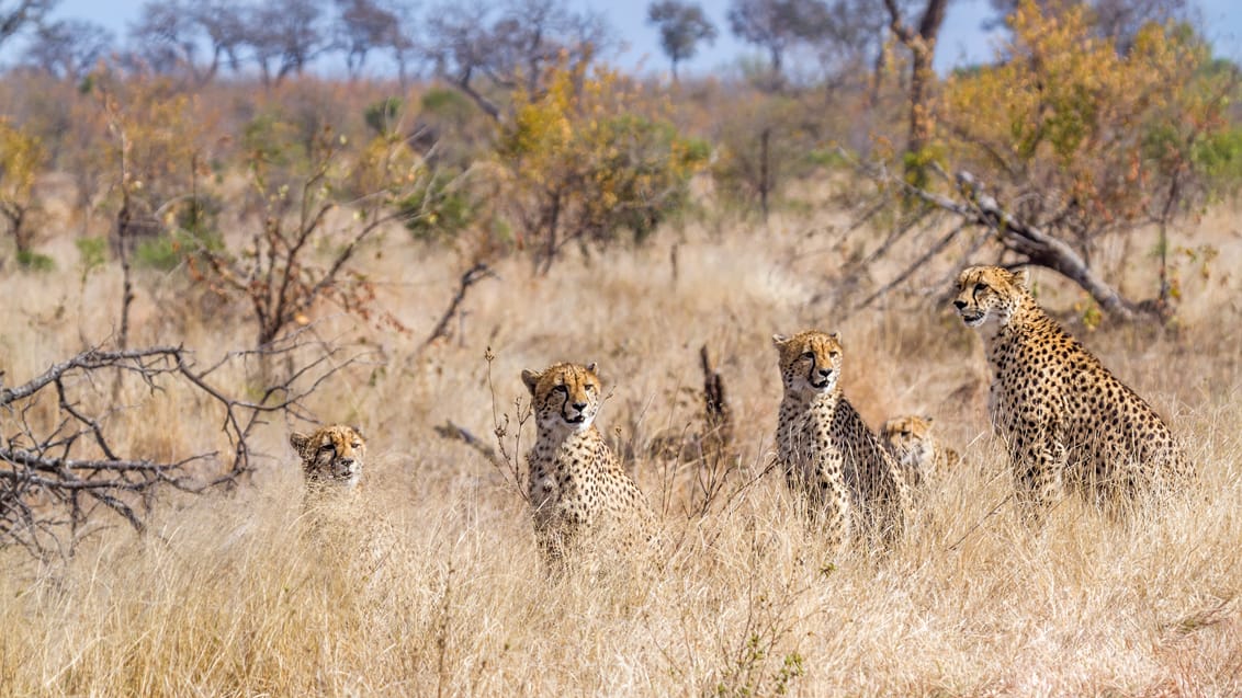 Mpala Safari Lodge, Sydafrika