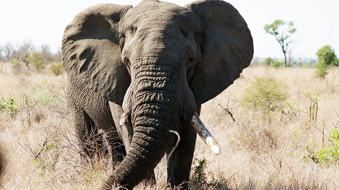 Mpala Safari Lodge, Sydafrika