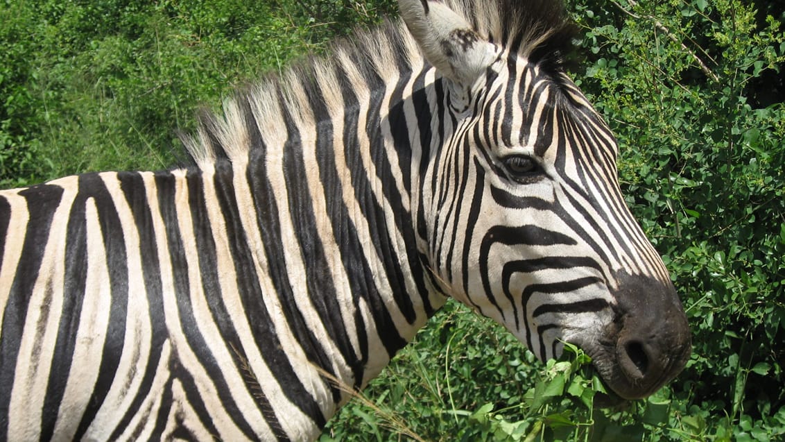 Mpala Safari Lodge, Sydafrika