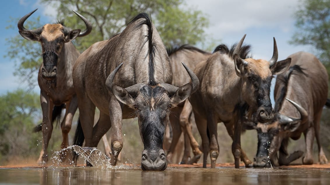 Mpala Safari Lodge, Sydafrika