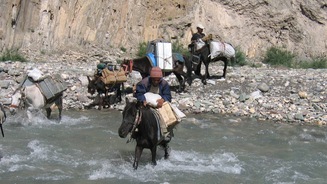 Muldyr krydser floden, Markha Valley Trek, Indien