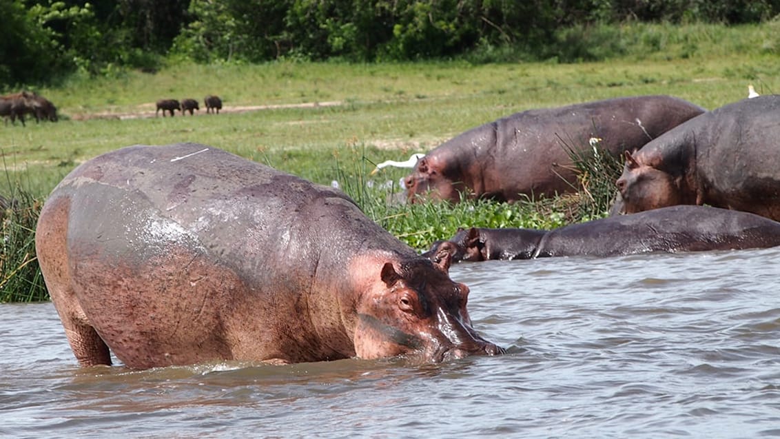 Murchison Falls nationalpark