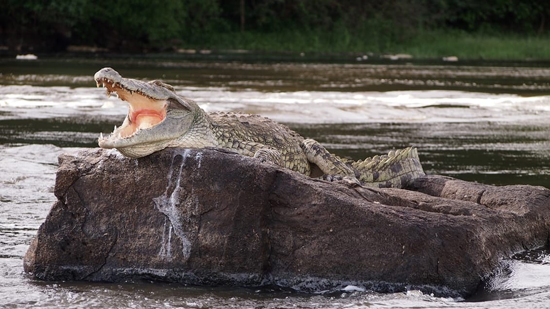 Murchison Falls nationalpark