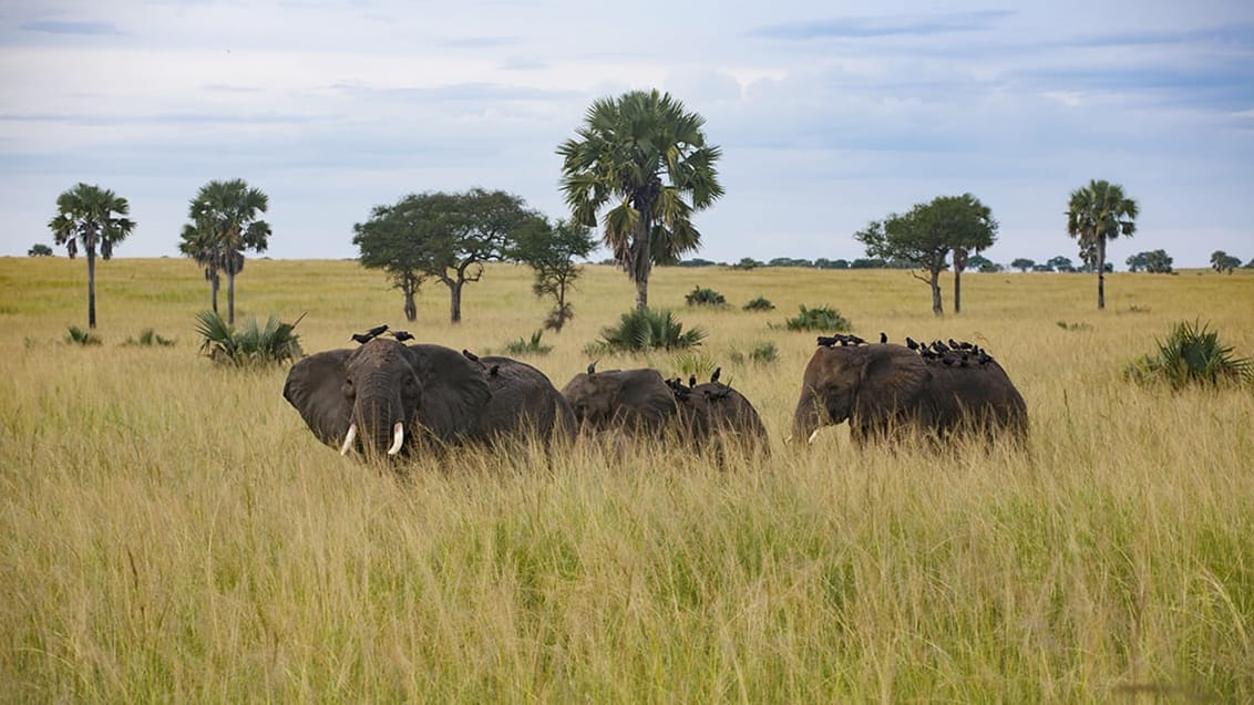 Murchison Falls nationalpark