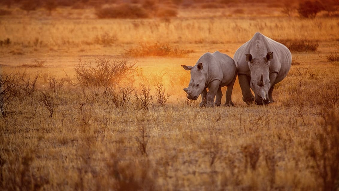 Næsehorn, Botswana
