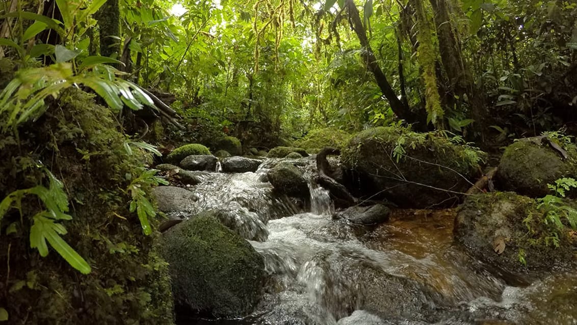 Amazon junglen