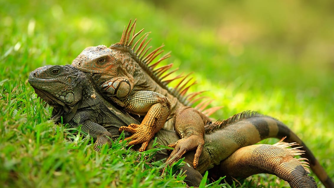 Oplev Costa Ricas reptiler