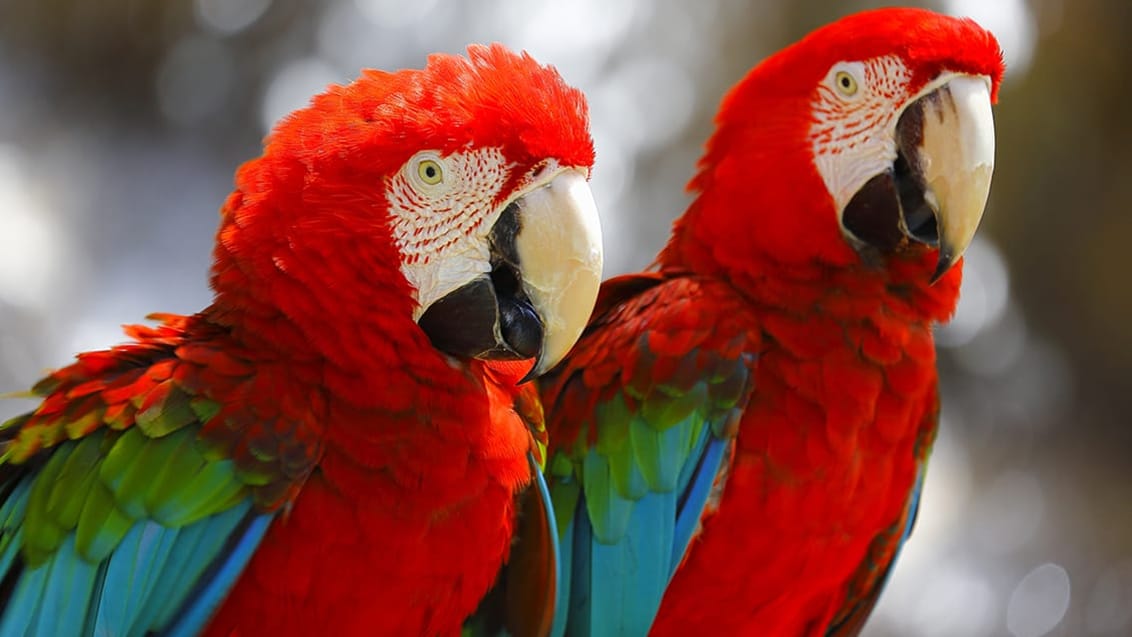 Oplev den eksotiske Scarlet Mascaws i Costa Rica