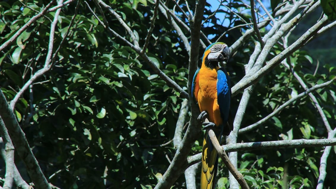 oplev den farvestrålende Macaw papegøje