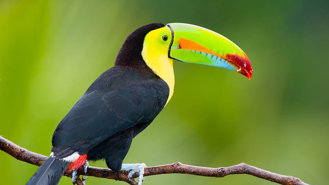 Mød den regnbuefarvet tukan fugl i Costa Rica