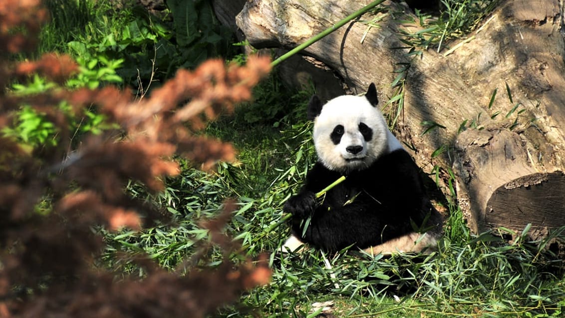 Med et tilbageværende antal på mindre end 1000 stk., må pandabjørnen siges at være en absolut truet dyreart