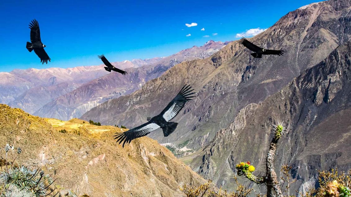 Oplev de enorme kondore flyve over Colca-kløften