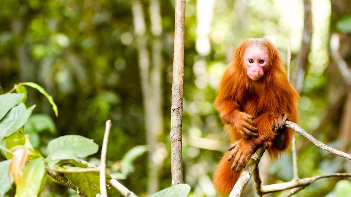 Oplev de vildedyr i Perus amazonas