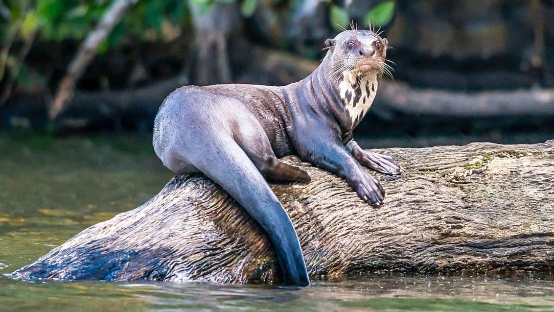 Oplev det unikke dyre- og planteliv der findes i Amazonas